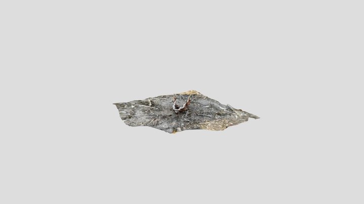 Dog Jaw 3D Model
