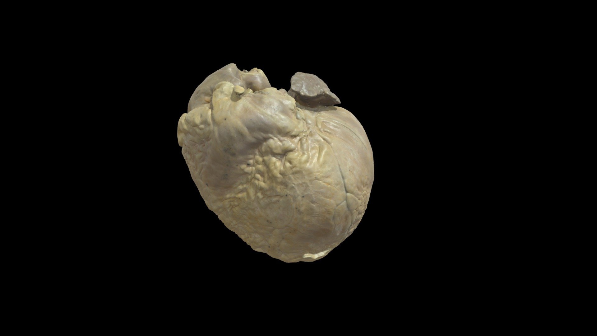 Plastinated Human Heart #0296 - Download Free 3D model by ...