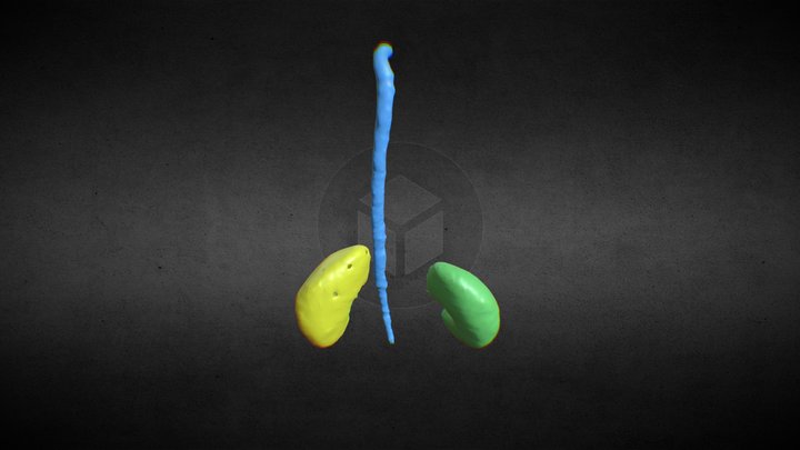 Aorta and Kidneys Segmentation 3D Model