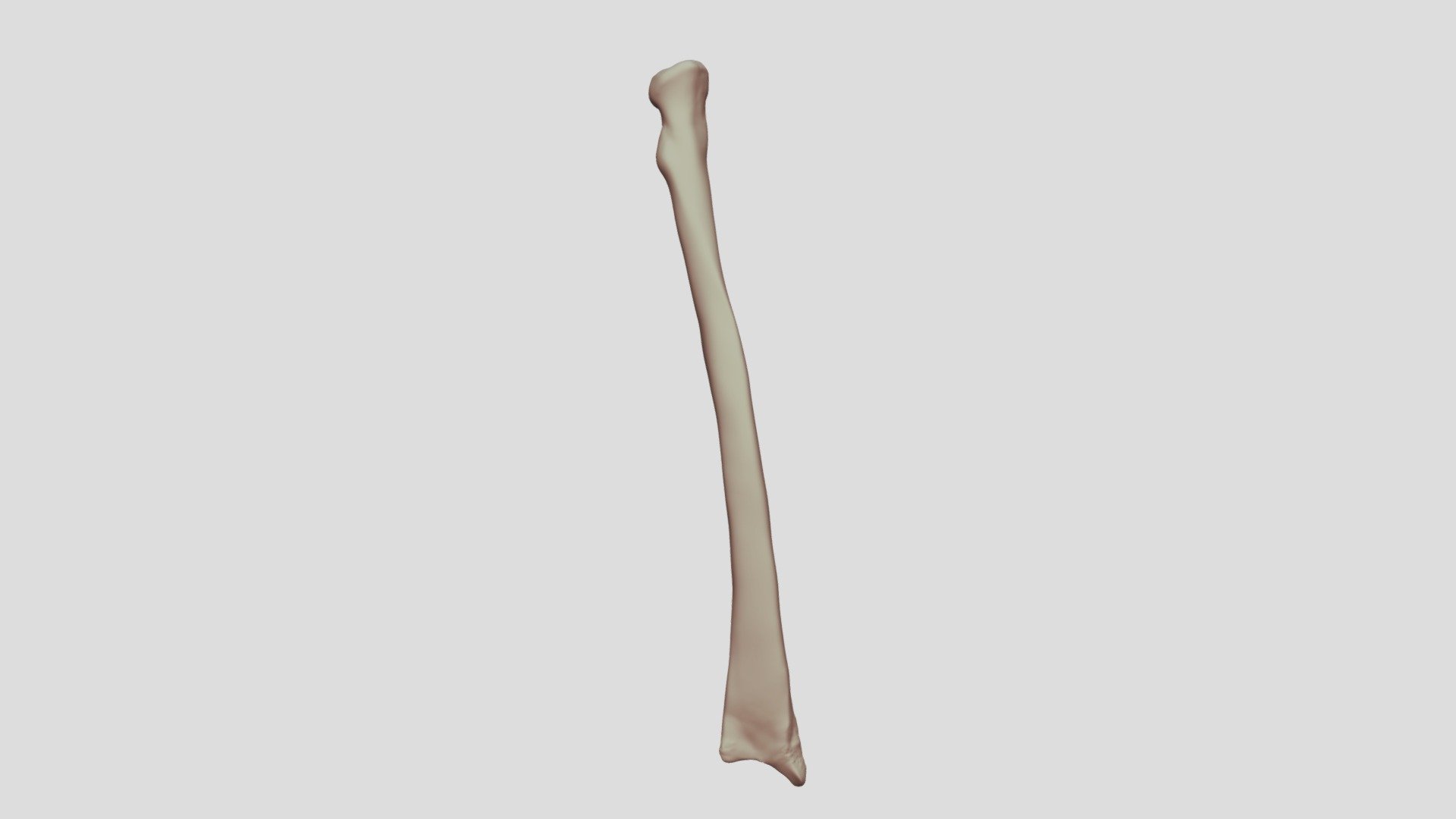 Radius - Left Arm - 3D model by Digital Ecorche Massing Models ...