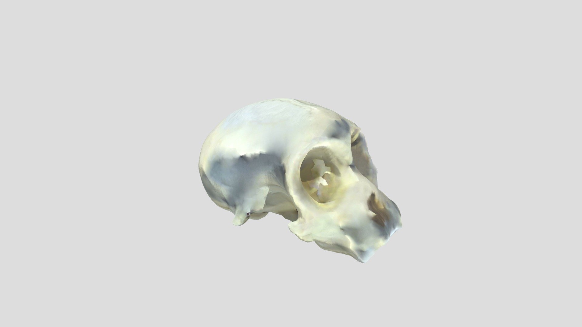 Primate5