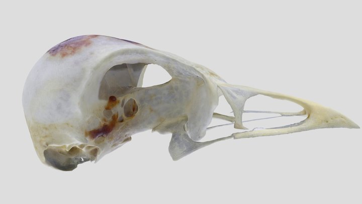 UWYMV:Bird:2318, Bombycilla cedrorum, Crania – Kostenloses 3D-Modell STL