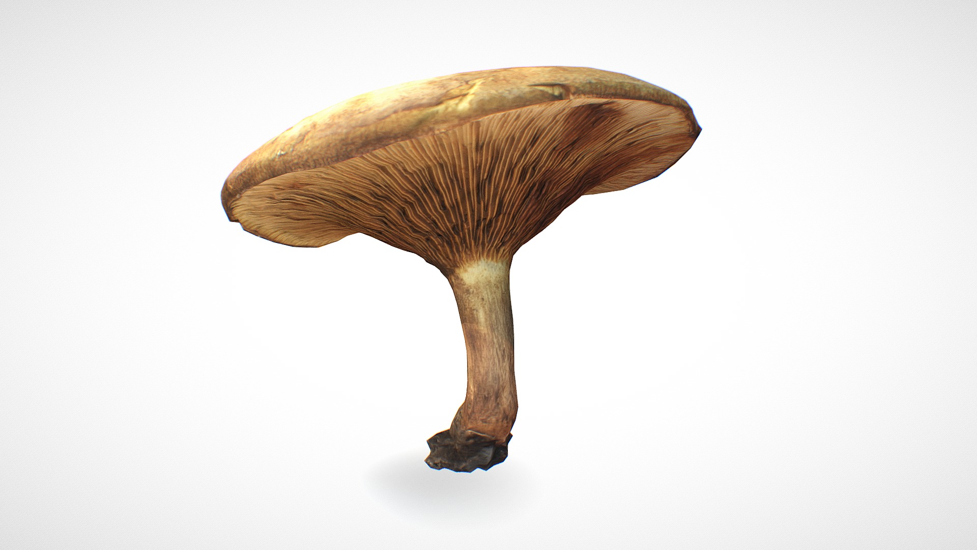 3D model Mushroom 9 – retopo 8K PBR - This is a 3D model of the Mushroom 9 - retopo 8K PBR. The 3D model is about a mushroom with a white background.