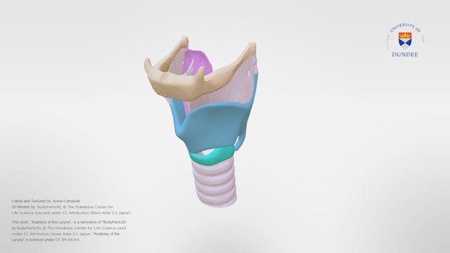 Anatomy of the Larynx 3D Model