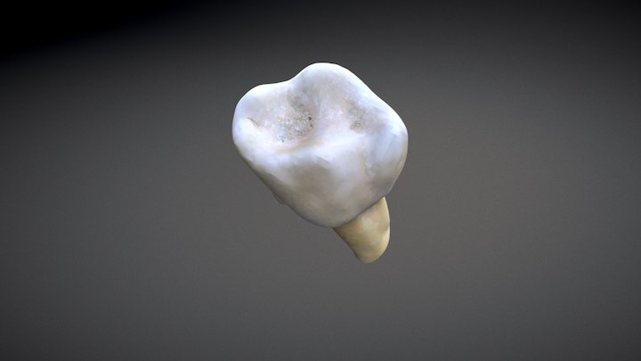 Anatomía dental básica 3D Model