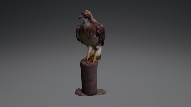 Red-tailed Hawk 3D Model