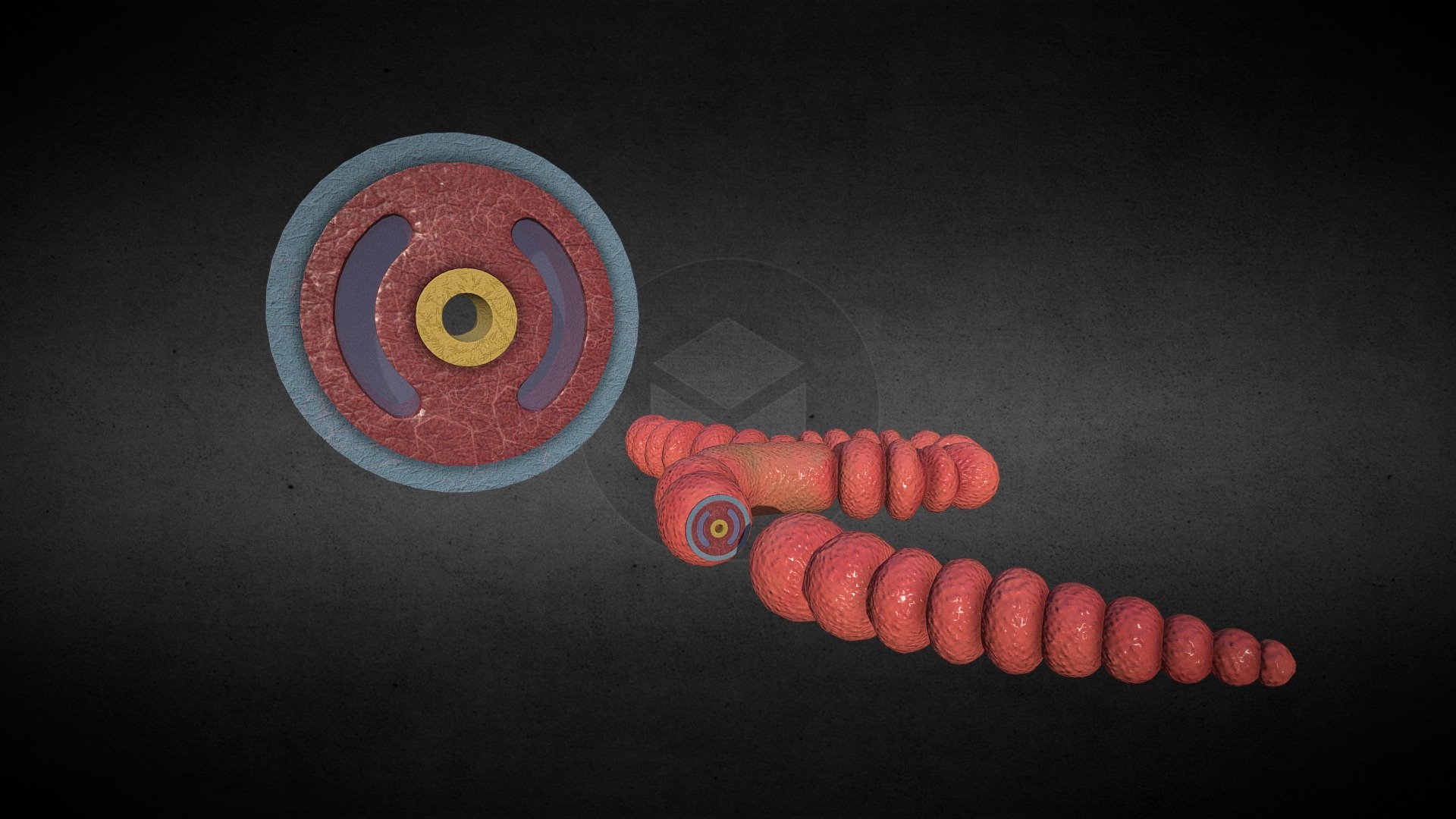 Coelomates - Annelids - Buy Royalty Free 3D model by arloopa [a01752d ...
