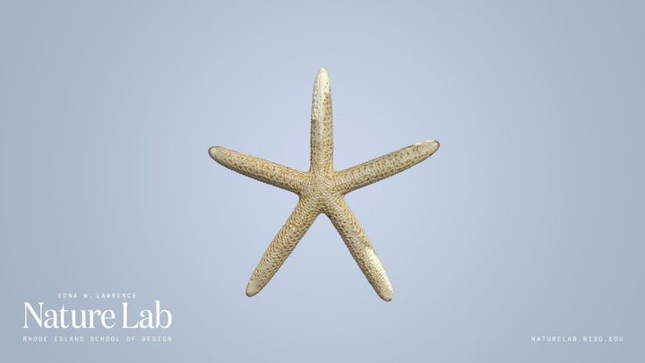 Sea Star