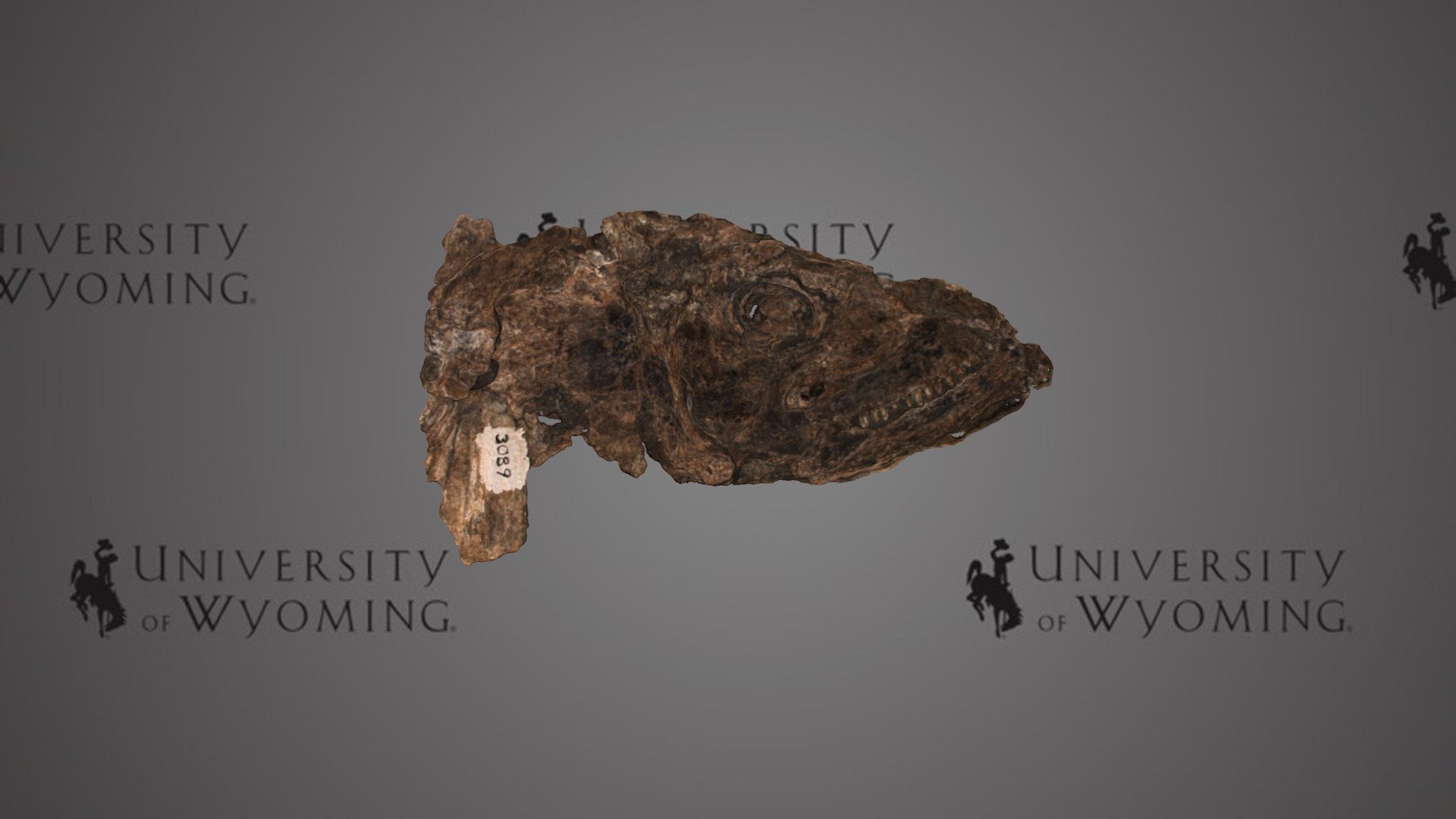 UW3089 - Saurodon pygmaeus, Skull