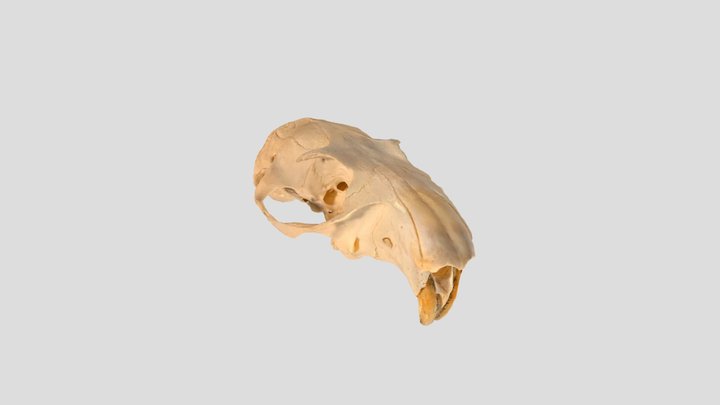 gopher_skull 3D Model