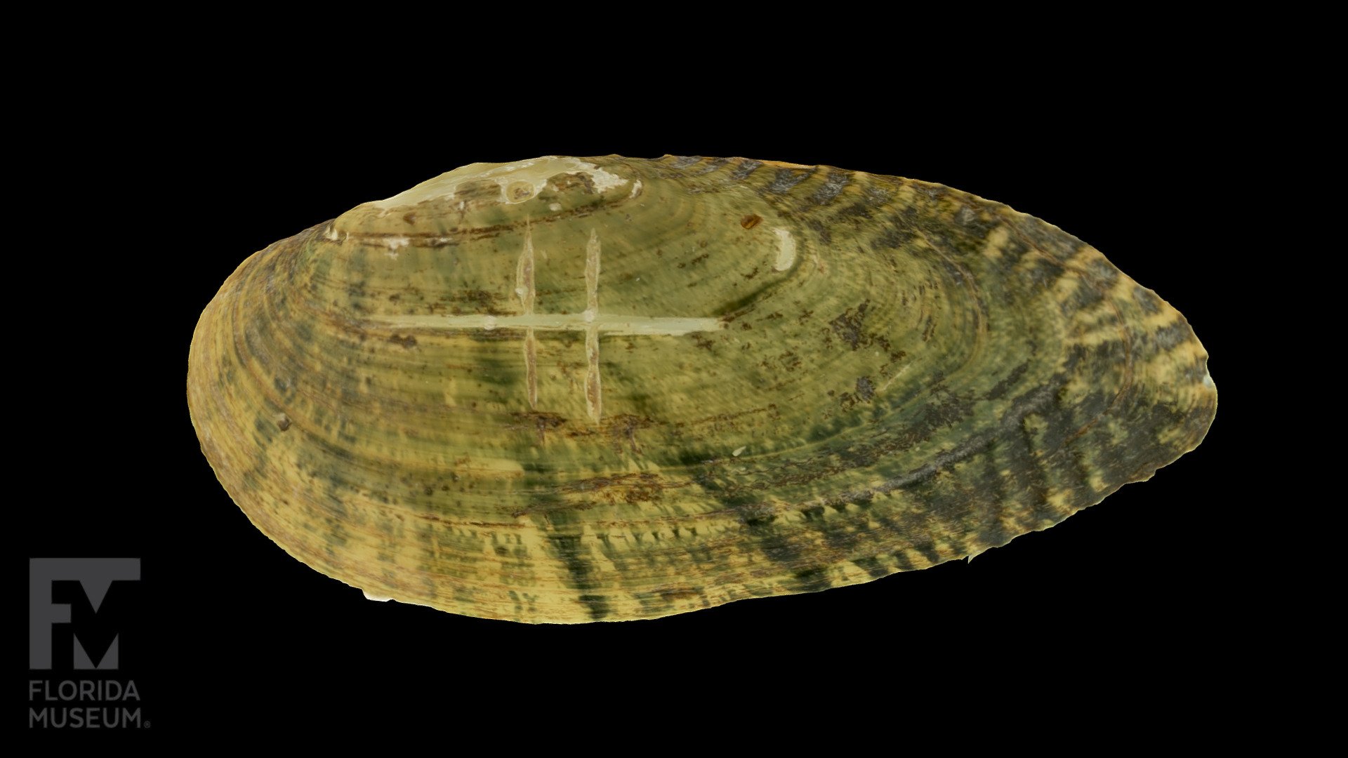 Alabama Moccasinshell Freshwater Mussel 3D model by FloridaMuseum
