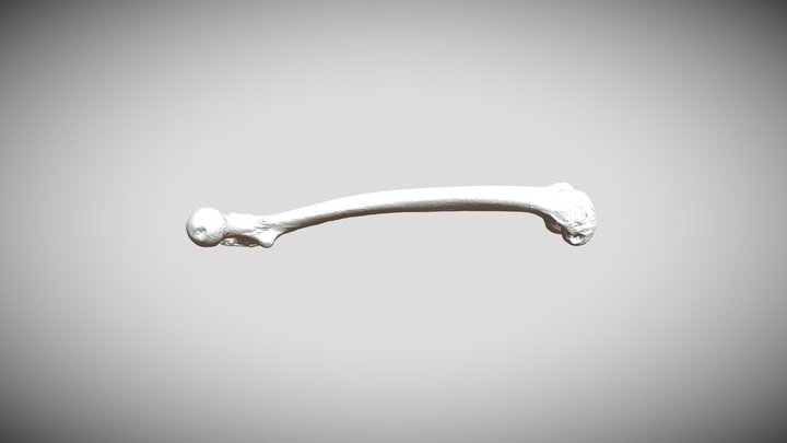 UD4 Femur 3D Model