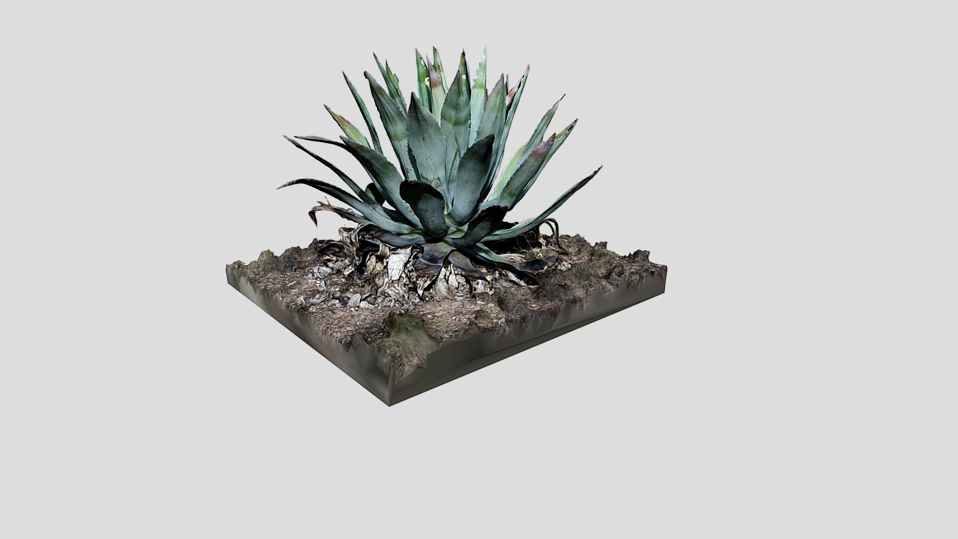 Agave americana 3D model by Chronos Digital LLC (douggann) [a0224fa