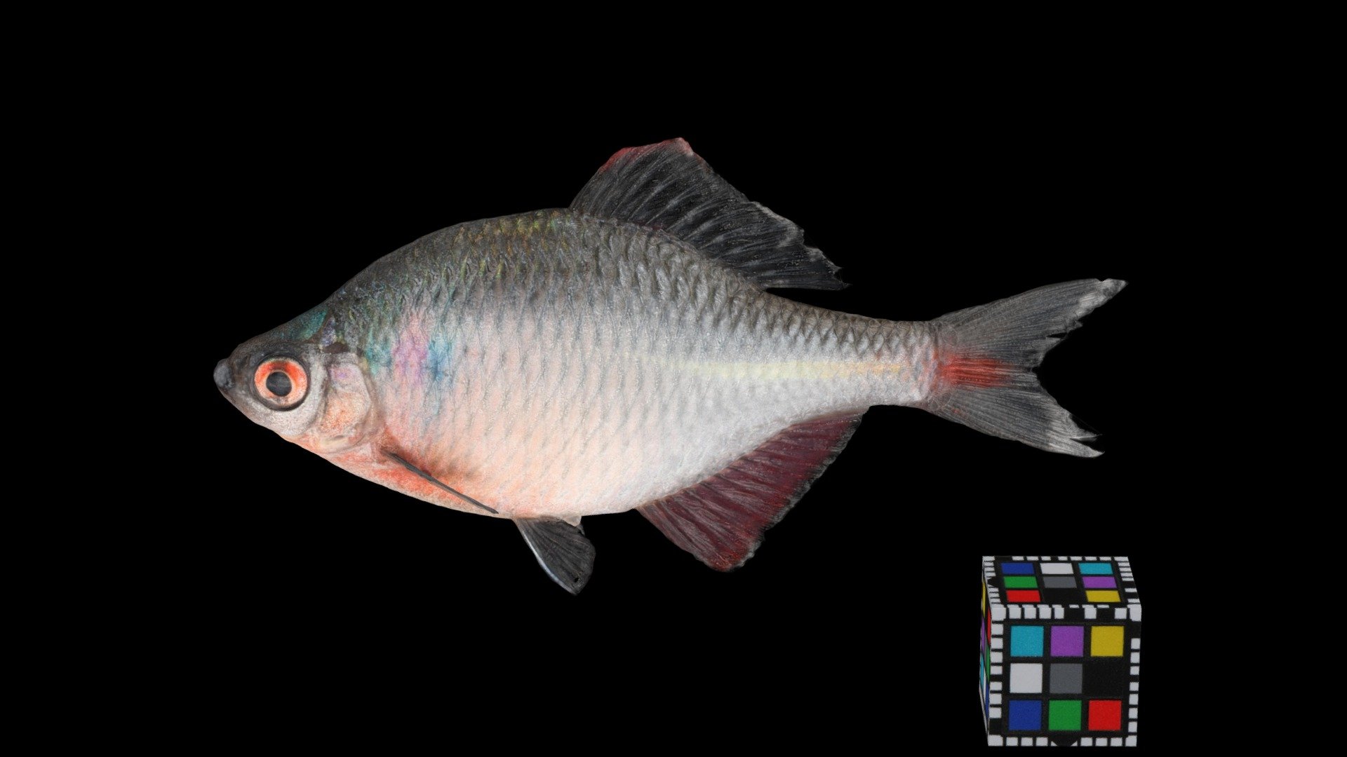 タイリクバラタナゴ Rose Bitterling, Rhodeus ocellatus