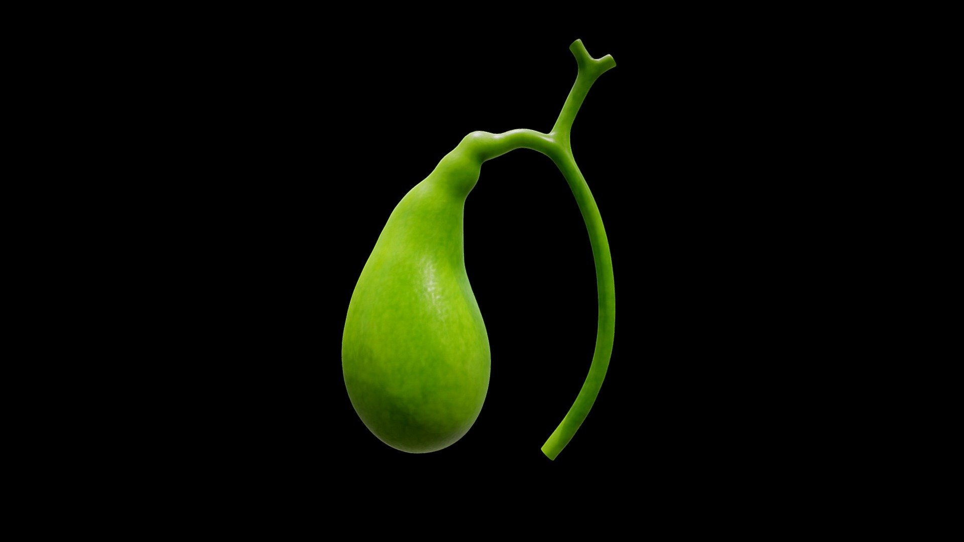 Gallbladder Buy Royalty Free 3D model by Nima (h3ydari96) [a026919