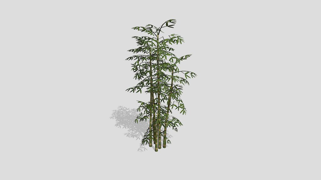 bamboo