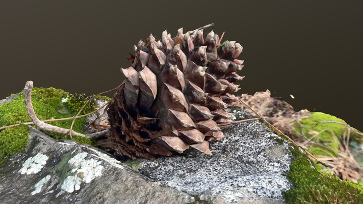 Pine Cone A 3D Model