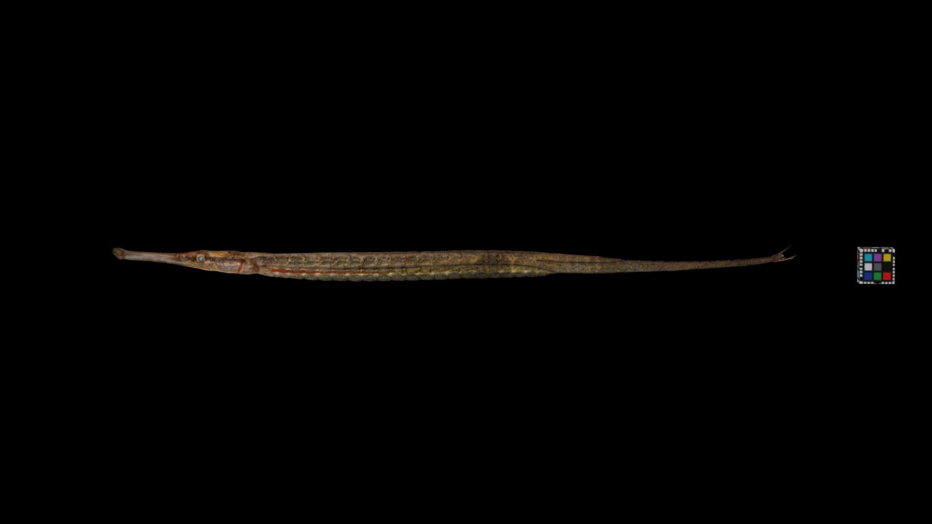 テングヨウジ ♂ Short-tailed pipefish, M. b. brachyurus