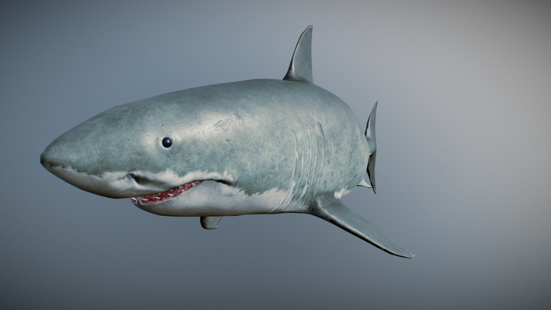 Shark - 3D model by MadelynKahrman [a031a62] - Sketchfab