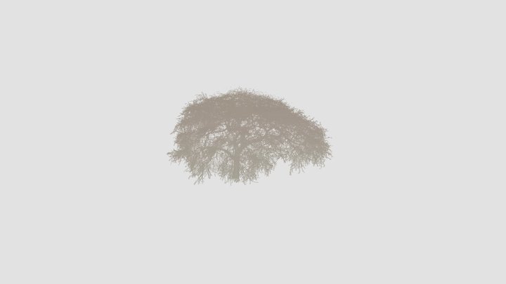 Acacia tortilis -Taita Hills Wildlife Sanctuary 3D Model