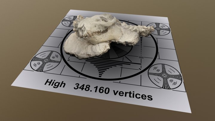 Skull Test High 3D Model