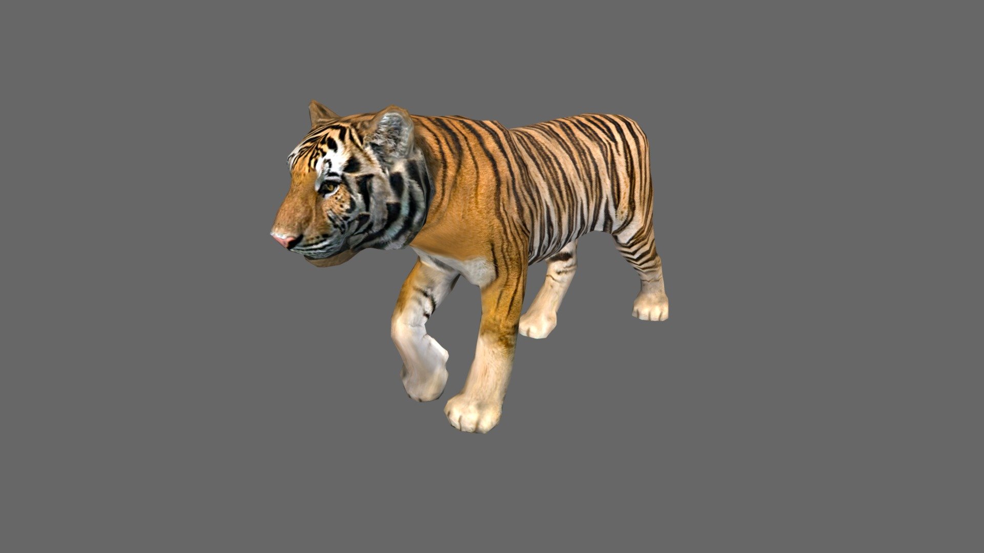 Tigre 3D models - Sketchfab