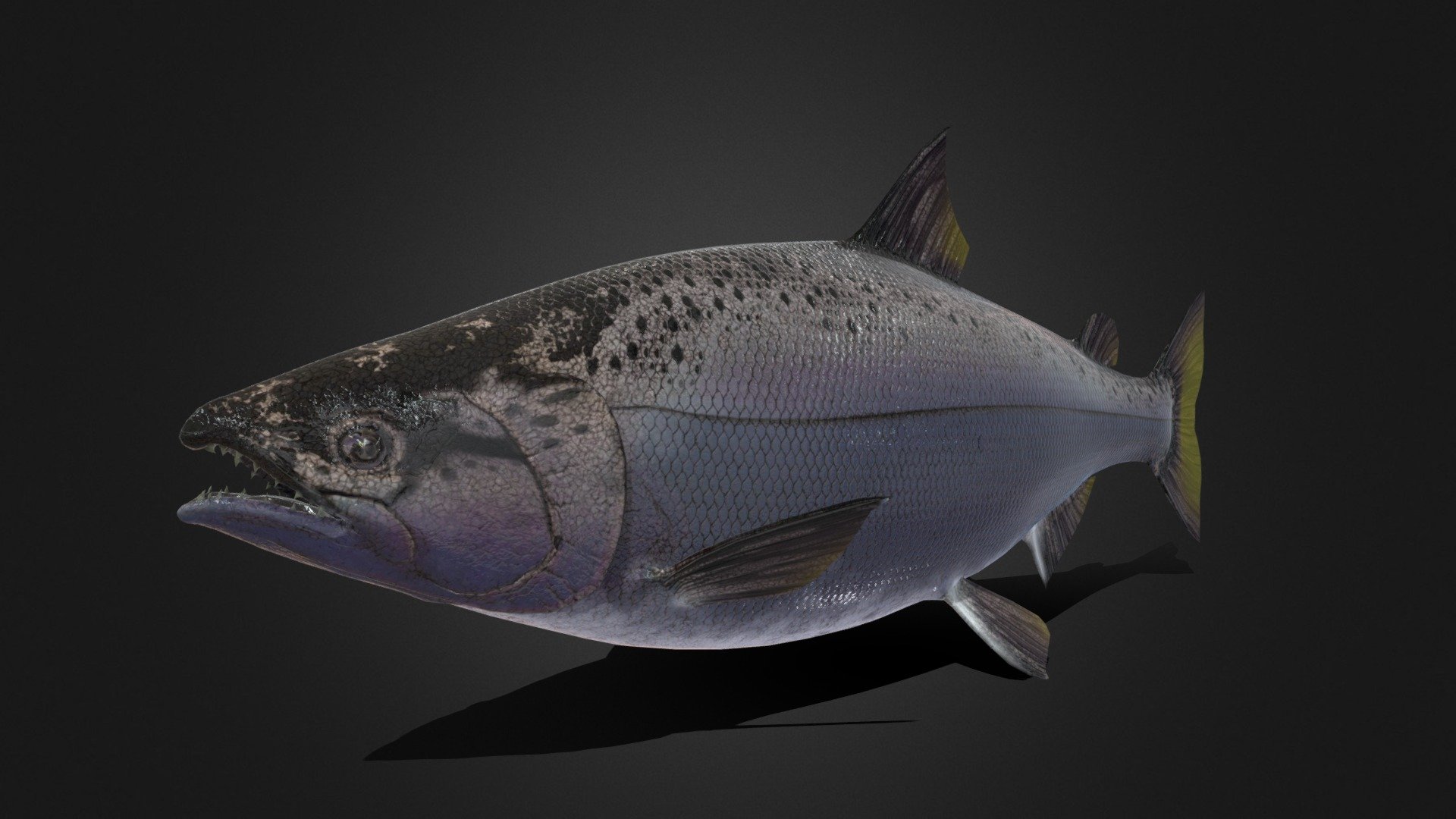 Salmon Buy Royalty Free 3d Model By Owltic [a03b5d4] Sketchfab Store