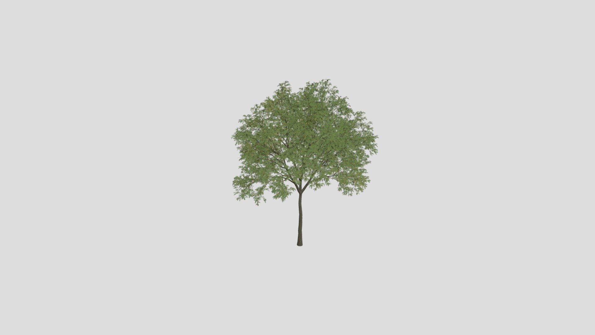 Robinia 5 AM250 Archmodel - Buy Royalty Free 3D model by Evermotion ...