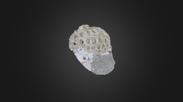 Coral: Astrangia sp. (PRI 76863) – Modelo 3D gratuito STL