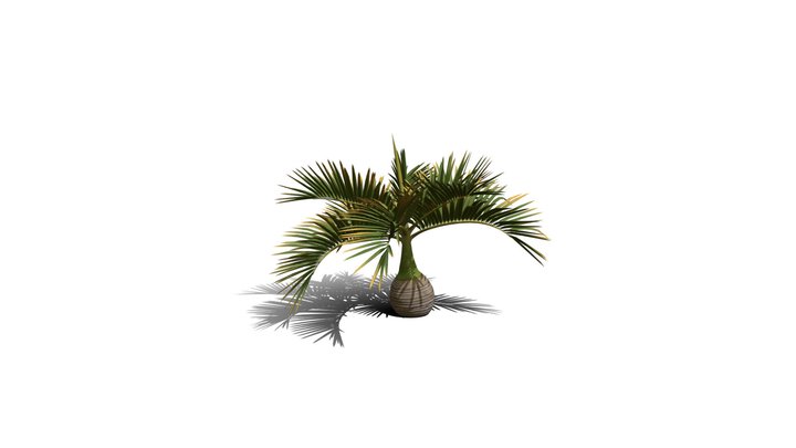 Realistic HD Bottle palm (11/15) 3D Model