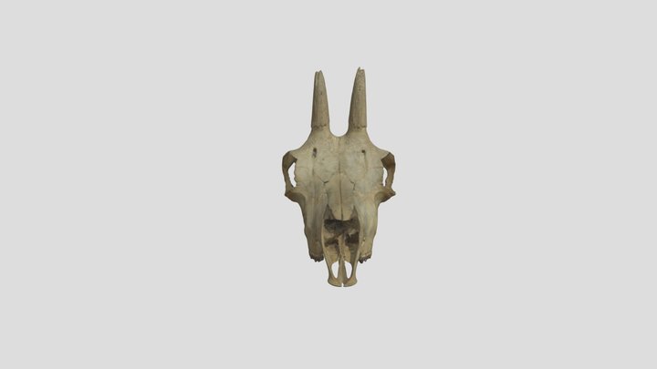 Skull of Rupicapra rupicapra 3D Model