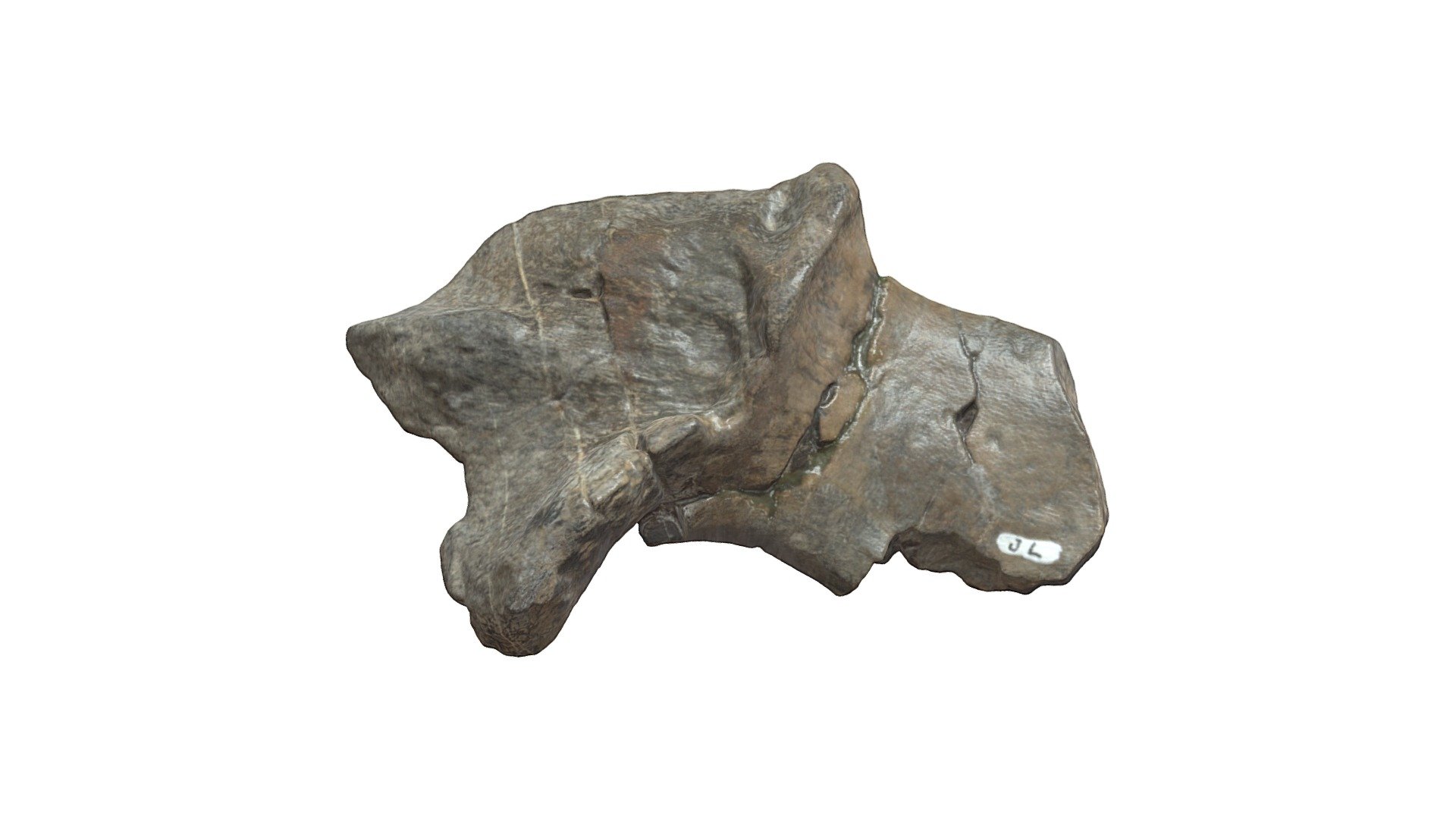 カムイサウルス　頬骨（左）　【学名】Kamuysaurus japonicus — Sketchfab embed 3D viewer