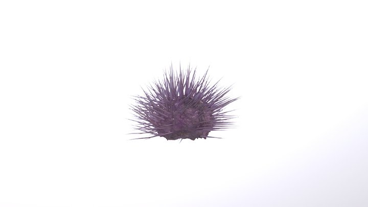 Sea Urchin 3D Model