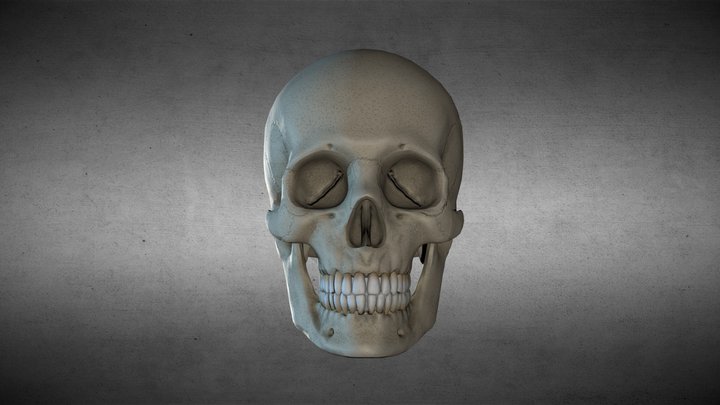 Calavera 3D Model
