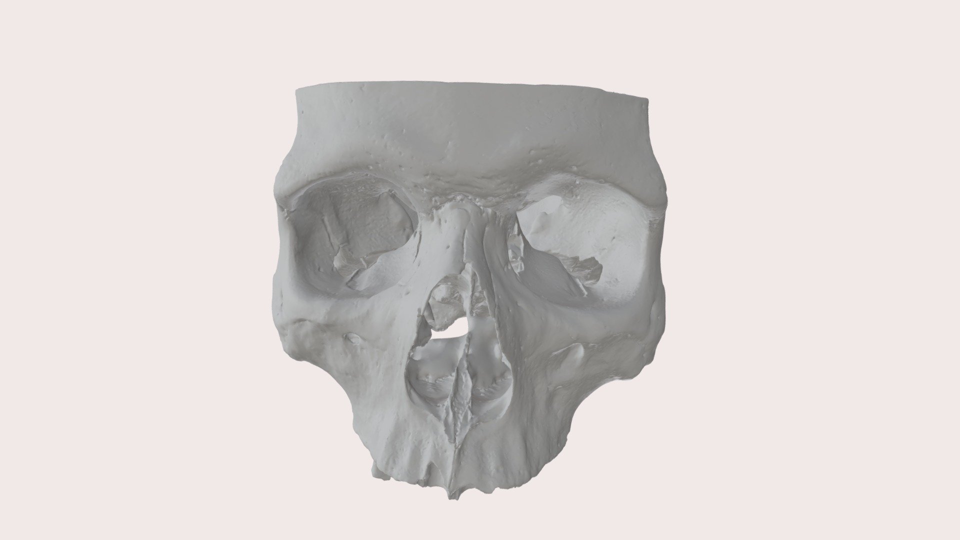 Schedel D14 - 3D model by AnatomyUgent (@emaudena) [a04b07c] - Sketchfab