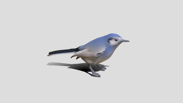 Polioptila Caerulea – Modello 3D gratuito STL