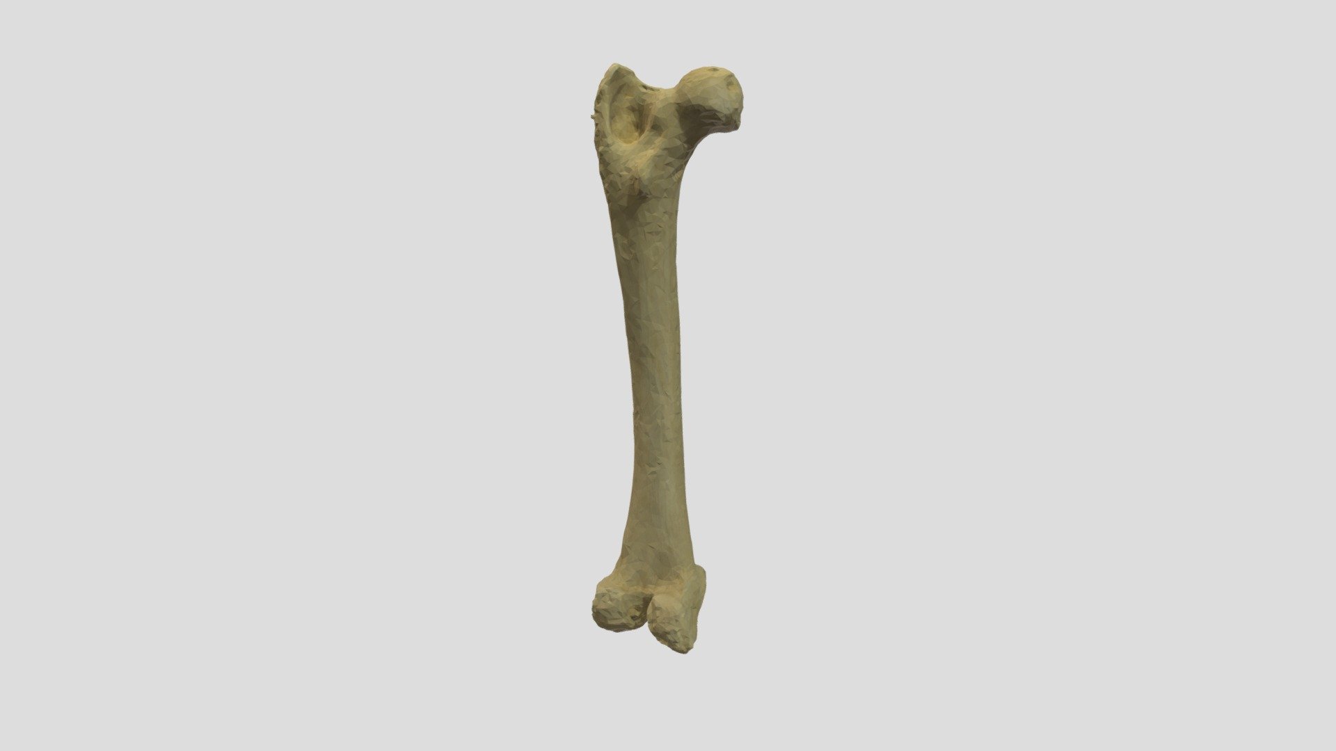 Smilodon Femur Model Cast - 3D model by LJMUZoology [a04c622] - Sketchfab