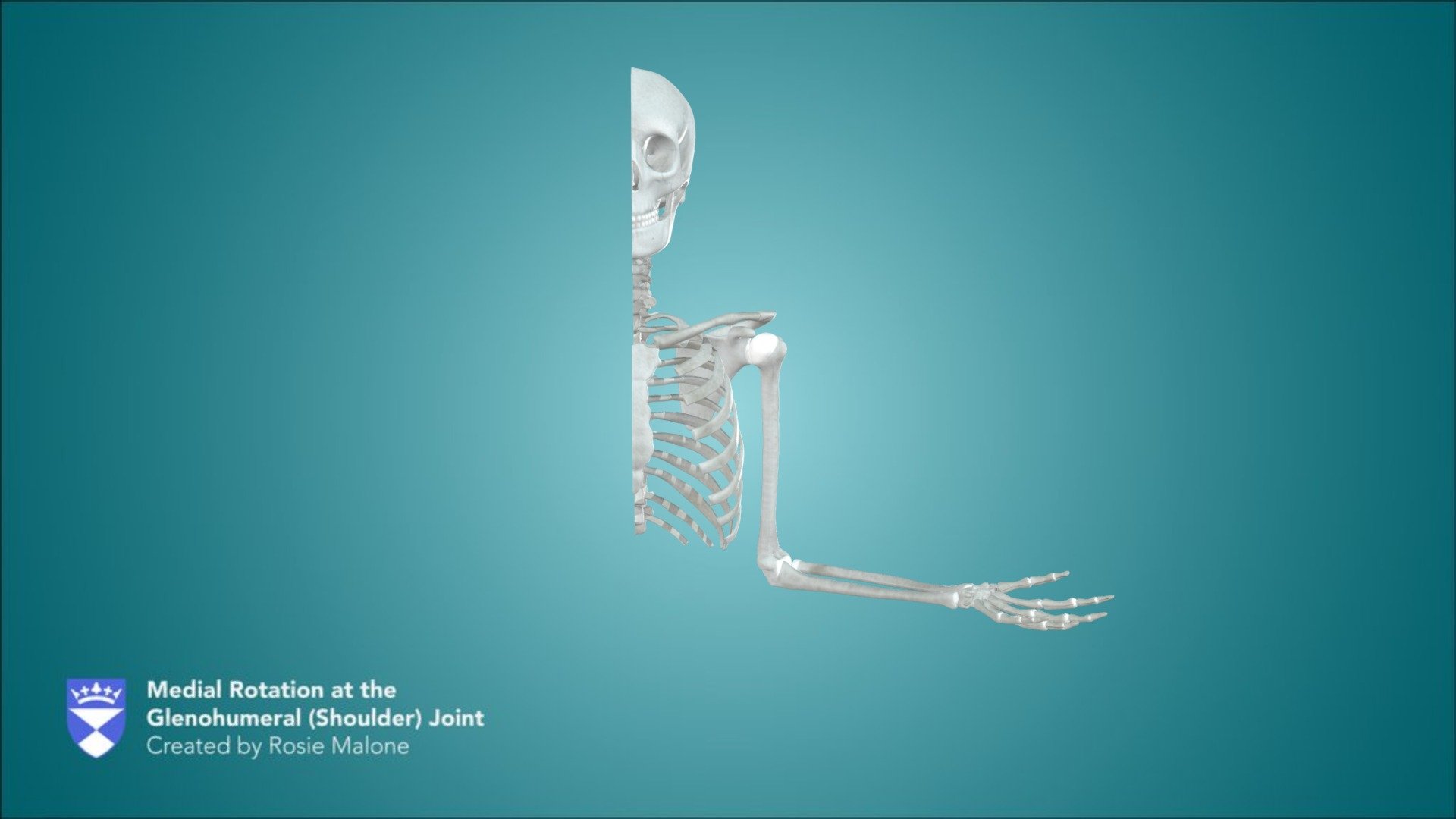 Medial Rotation at the Glenohumeral Joint - 3D model by University of ...