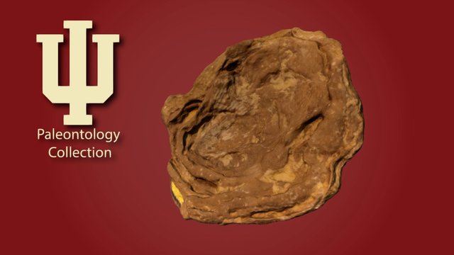 3D Monticulipora indianaensis holotype IU8732 3D Model