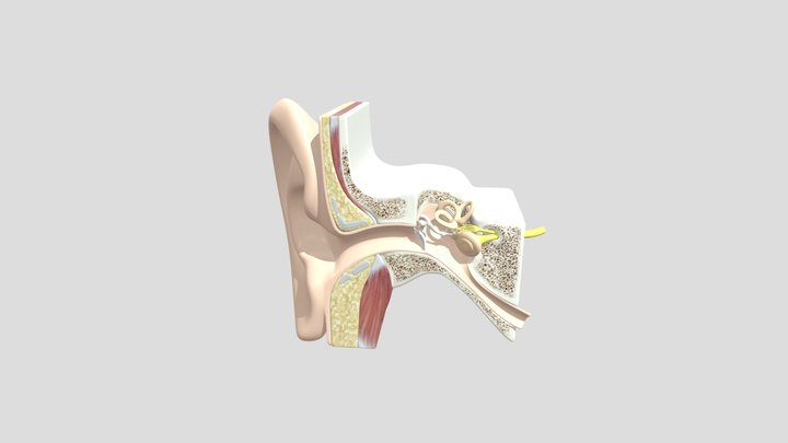 Oreille 3D Model