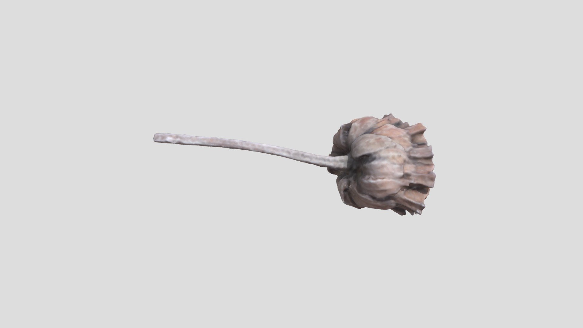 Dry flower