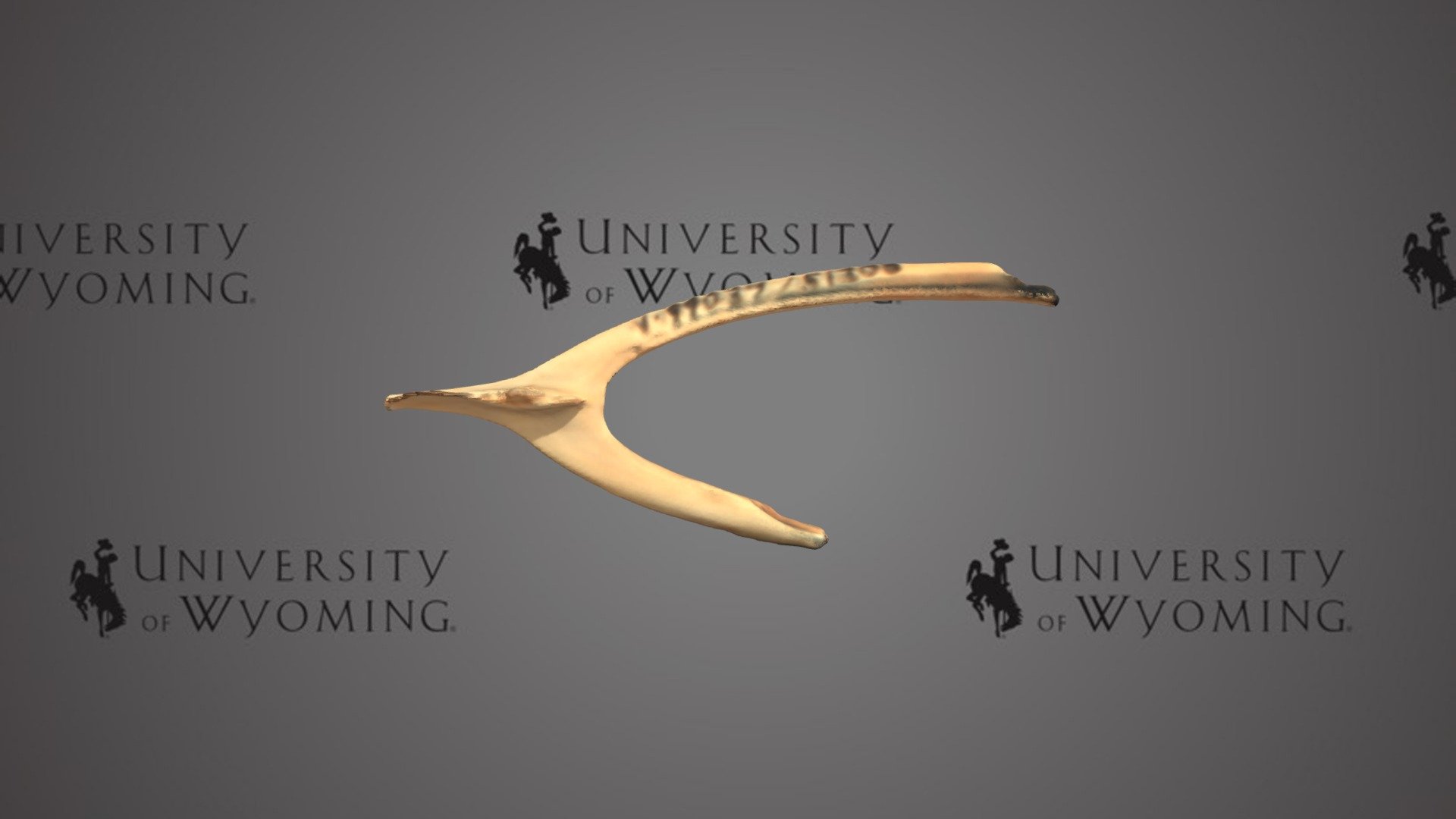 UW 51208 - Aves, Furcula