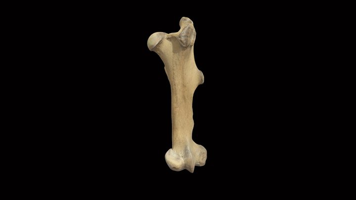 Horse Femur 3D Model