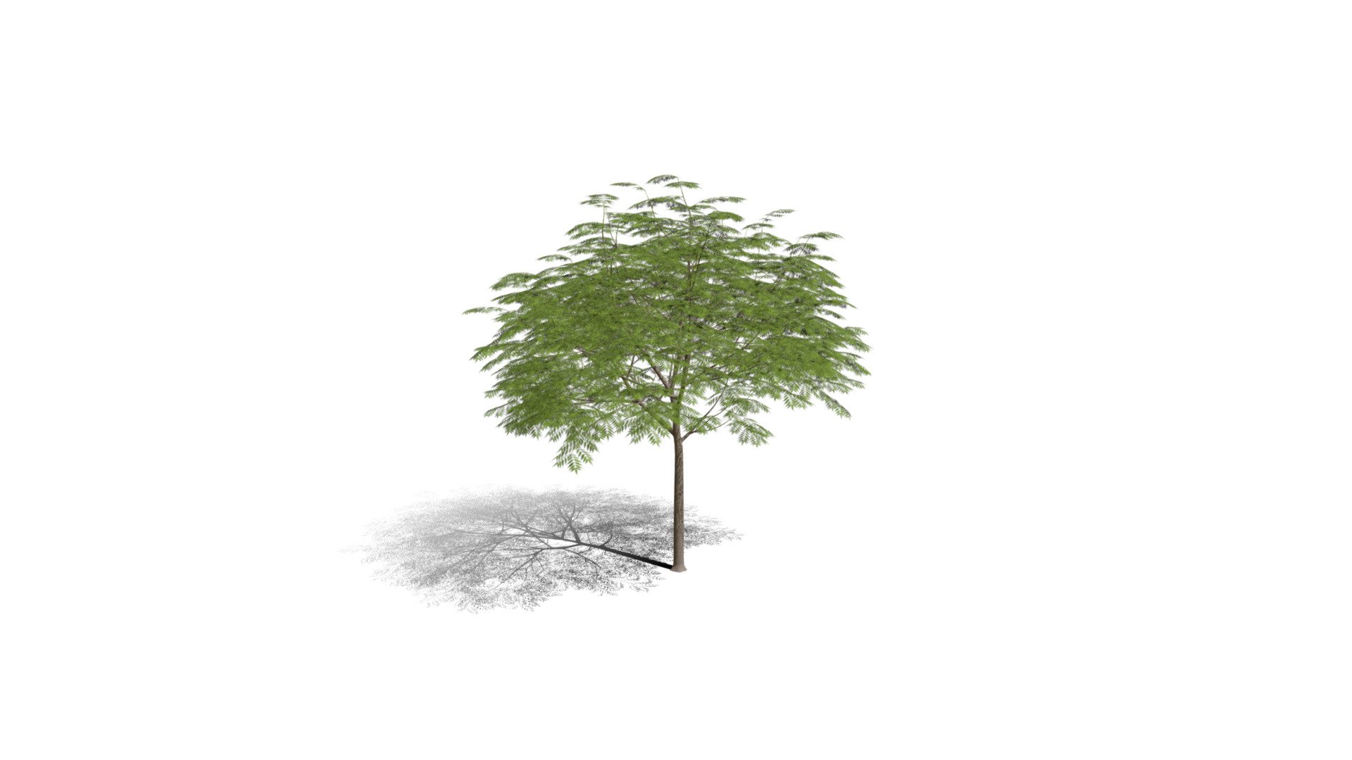 Realistic HD Chinese flame tree (11/20) - Buy Royalty Free 3D model by