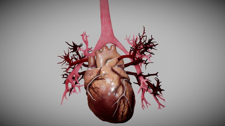 Heart animated and bronchial airways 3D Model
