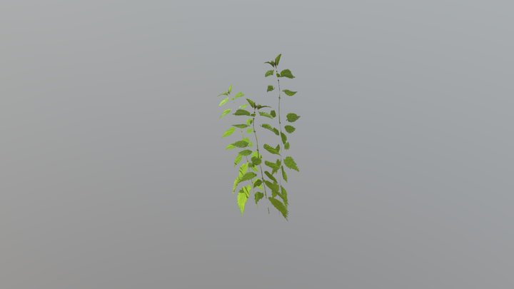 Nettle - Low Poly 3D Model