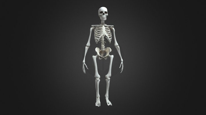 Anatomical Skeleton, Free 3D Model – Modello 3D gratuito STL