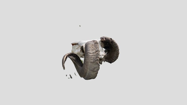 RealityScan 2022-04-18 skúška baran hlava 3D Model