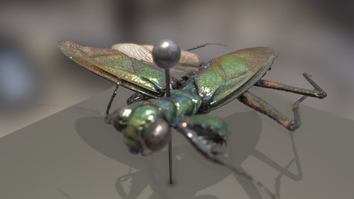 Iridescent bark mantis (museum specimen) – Gratis 3D-model STL