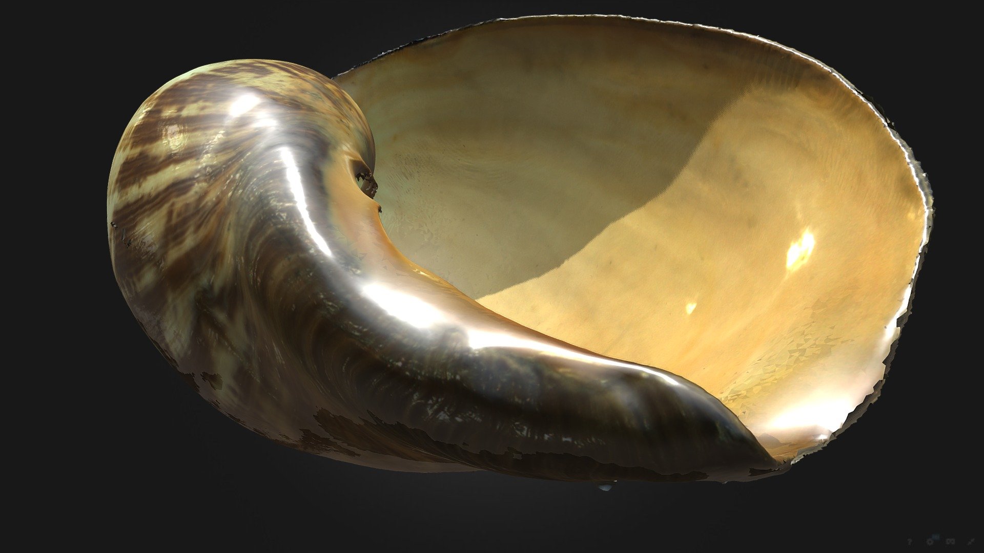 Melo (Melocоrona) Amphora
